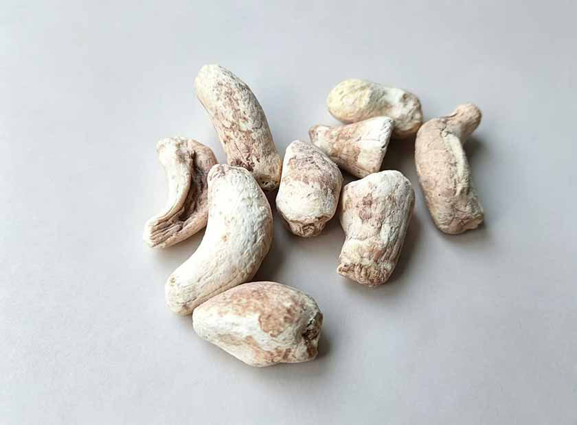 Screw press dewatering machine processing mushroom root